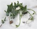 Snow drop